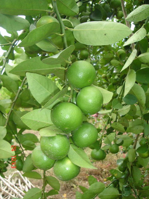 WILLVINE Citrus Thai Tropical Key Lime Seeds-[25 Seeds] Seed(25 per packet)