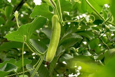 GREENSEA Lauki, Bottle Gourd, Calabash Hybrid Seed(38 per packet)