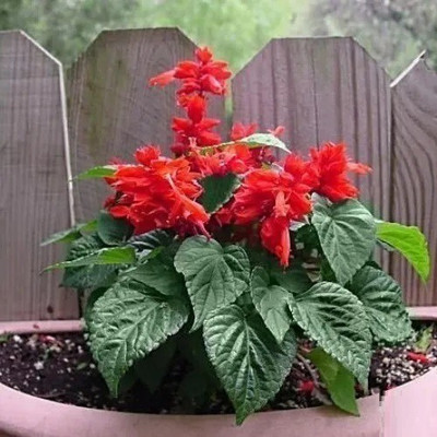 Quentova Red salvia, scarlet sage-KTL-2W Seed(50 per packet)