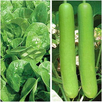 WILLVINE Hybrid Palak Spinach & Lauki Bottle Gourd Seeds Combo-[100 Seeds] Seed(100 per packet)