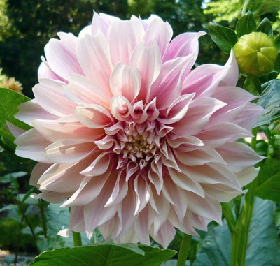 CYBEXIS Lulan Cafe au Lait' Dinner Plate Dahlias Seeds Seed(1 g)