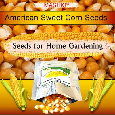 MASHKI Hybrid American Sweet Corn Seeds For Farming At Home/Lawns/Gardens Seed