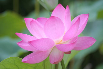 VIVETHAN lotus,kamal gatta Seed(10 per packet)