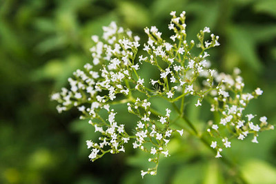 classic green earth gypsophila flower Seed(200 per packet)