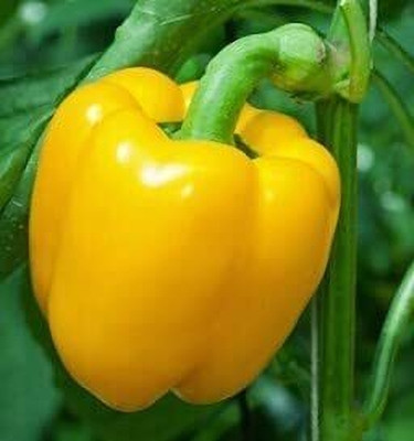 Aywal शिमला मिर्च Capsicum/Shimla Mirch Seed(240 per packet)