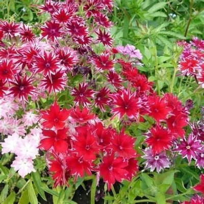 Lorvox New Tall Purple Phlox Paniculata Garden Summer Native Hummingbird Seed(18 per packet)