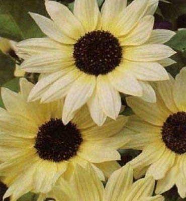 VibeX ® VMR-382 Vanilla Ice Sunflower Two Tone Light Yellow Seed(200 per packet)