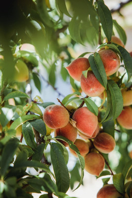 ACCELCROP Peach Dry Seed(2 per packet)
