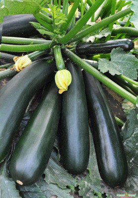 VibeX ® LXI-234 Zucchini Squash Black Beauty Seed(100 per packet)