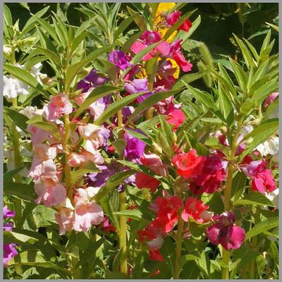 Qualtivate HUA-31 Balsam Mixed Flower Seeds Seed(25 per packet)