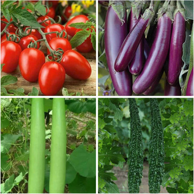 FRESHO BEST F1 QUALITY MULBERRY,STRAWBERRY,DRAGON,KIWI FRUIT SEEDS Seed(35 per packet)