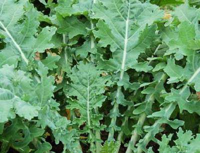 WILLVINE SYN -X White Russian Kale Seeds [2.5g] Seed(750 per packet)