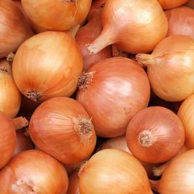 Biosnyg Disease-Resistant Japanese Senshyu Onion Seeds For Planting-(750 Seeds) Seed(750 per packet)