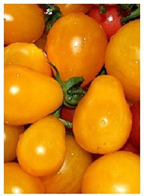 CYBEXIS Tomato “Yellow Submarine“ (Lycopersicon esculentum)1000 Seeds Seed(1000 per packet)