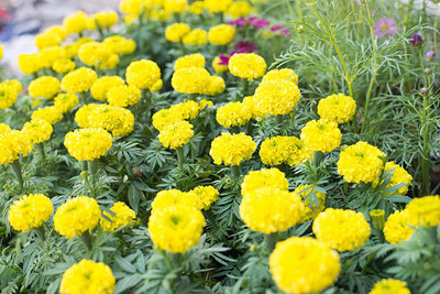 Mahyco marigold/gende ka phool flower seeds Seed(25 per packet)