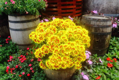 NIDHI AYURVEDIC marigold/gende ka phool flower seeds Seed(75 per packet)