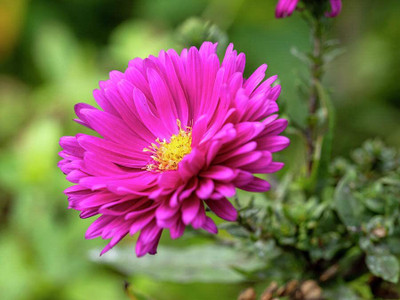 Aywal Aster Mixed Hybrid Imported Flower Seed(60 per packet)