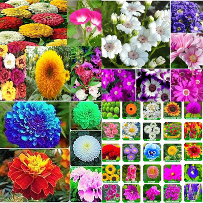 ibains Flower seeds for all seasons for home beez 226 Seed(226 per packet)