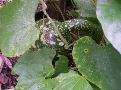 Qualtivate PUA-6A GOOSENECK / BOTTLE / SWAN GOURD Seeds Seed(50 per packet)
