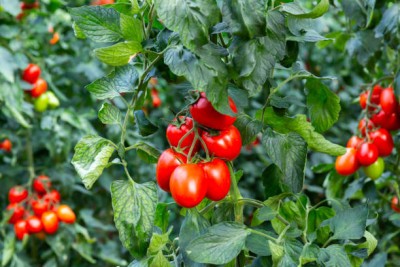 NATURAL LIVE tomato Seed(65 per packet)