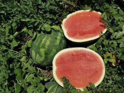Recron Seeds Watermelon Green Fruit Seeds F1 Hybrid For Planting, Farming, Gardening Seed(10 per packet)