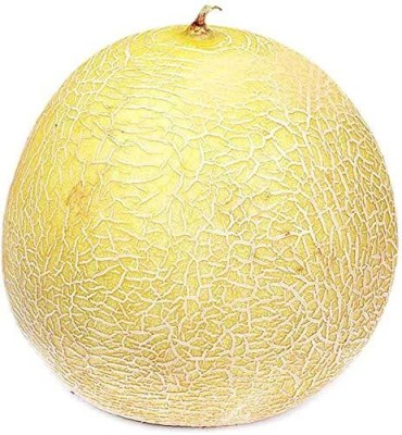 CYBEXIS LXI-39 - Hybrid Durgapura Madhu Muskmelon - (450 Seeds) Seed(450 per packet)