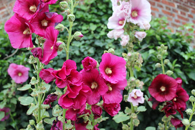 Aywal Hollyhock Double Mix Seed(70 per packet)