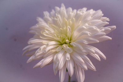 Quentova Chrysanthemum Flower-8N-VDI Seed(50 per packet)