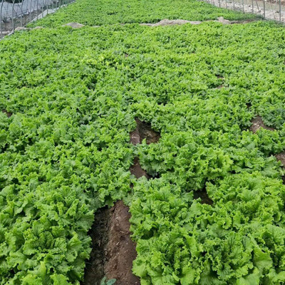 KNESSiN Green Lettuce Large-Leaf Seed(200 per packet)