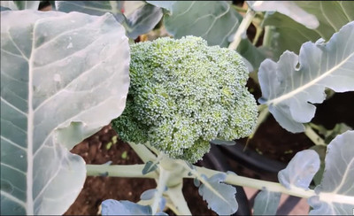 CYBEXIS GUA-49 - Green Organic Broccoli - (1350 Seeds) Seed(1350 per packet)