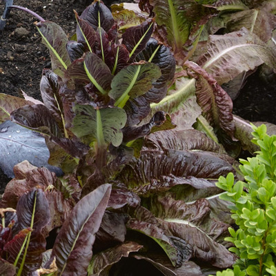 Qualtivate PUAS-2A Deer Tongue - Red Leaf Lettuce Seeds Seed(300 per packet)