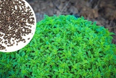 VibeX ® VXI-11 Ocimum basilicum 'Fino Verde' Seed(1000 per packet)