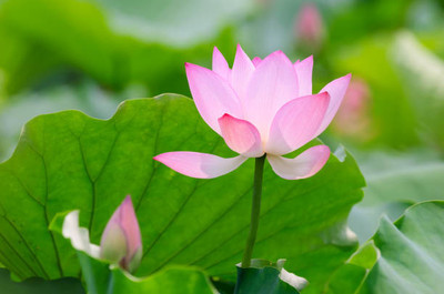 Rani Sati Creation lotus,kamal gatta Seed(15 per packet)