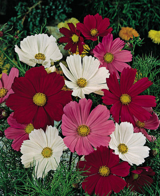 Quentova Cosmos Mix-4G-VIC Seed(75 per packet)