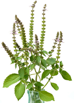 XOLDA Organic tulsi herb Seed(30 per packet)