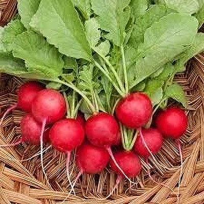 CRGO TURNIP , SHALGAM Seed(90 per packet)