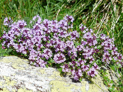 VibeX PAU-28 - English Thyme Herb - (1350 Seeds) Seed(1350 per packet)