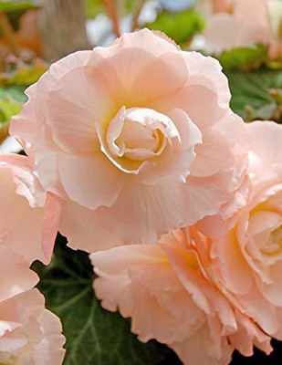 VibeX HUA-14 - Begonia Mixed Color Imporetd Flower - (270 Seeds) Seed(270 per packet)