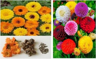 AA ENTERPRISES Pot Marigold, Calendula, Marigold, dahalia, dahil Seed(80 per packet)