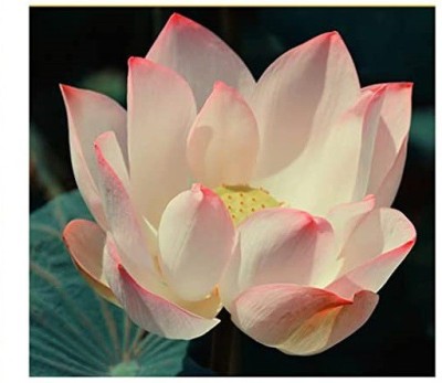 VibeX XL-63 - Nelumbo nucifera Sacred Lotus - (30 Seeds) Seed(30 per packet)