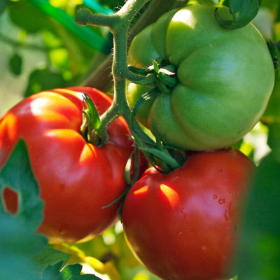 Arshiayat Tomato Seed(240 per packet)