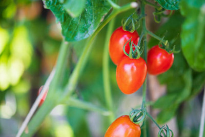 Iris Hybrid Seeds tomato Seed(155 per packet)