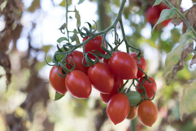 GGE NATURAL ITEM tomato Seed(135 per packet)