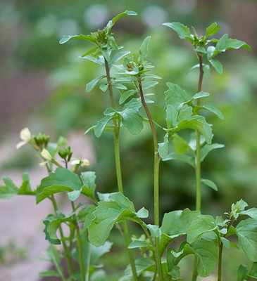 CYBEXIS PUAS-77 - Arugula Roquette Rocket - (2250 Seeds) Seed(2250 per packet)