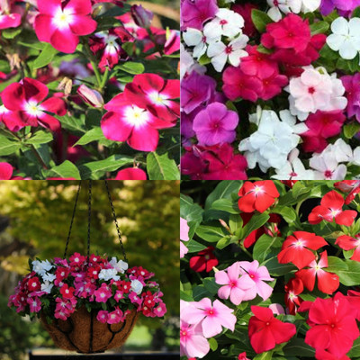ibains Vinca flower seeds all colours bij 32 Seed(32 per packet)
