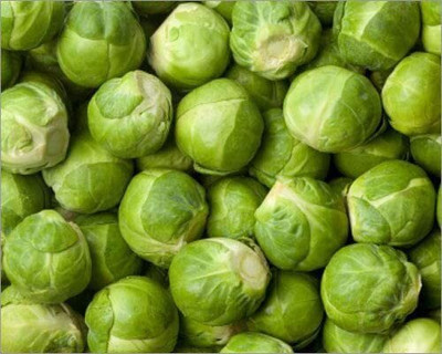 WILLVINE PUAS -II Brussels Sprouts Long Island [50g] Seed(15000 per packet)