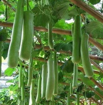 GREENSEA Lauki, Bottle Gourd, Calabash Hybrid Seed(42 per packet)