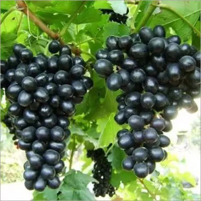 Aro Grapes Fruit, Black Grapes Seed(67 per packet)