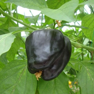 CYBEXIS Hybrid Black Sweet Pepper Capsicum Seeds 2400 Seeds Seed(2400 per packet)