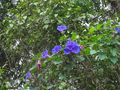 Quentova Blue Dawn Flower (Ipomoea acuminata) Seed(50 per packet)